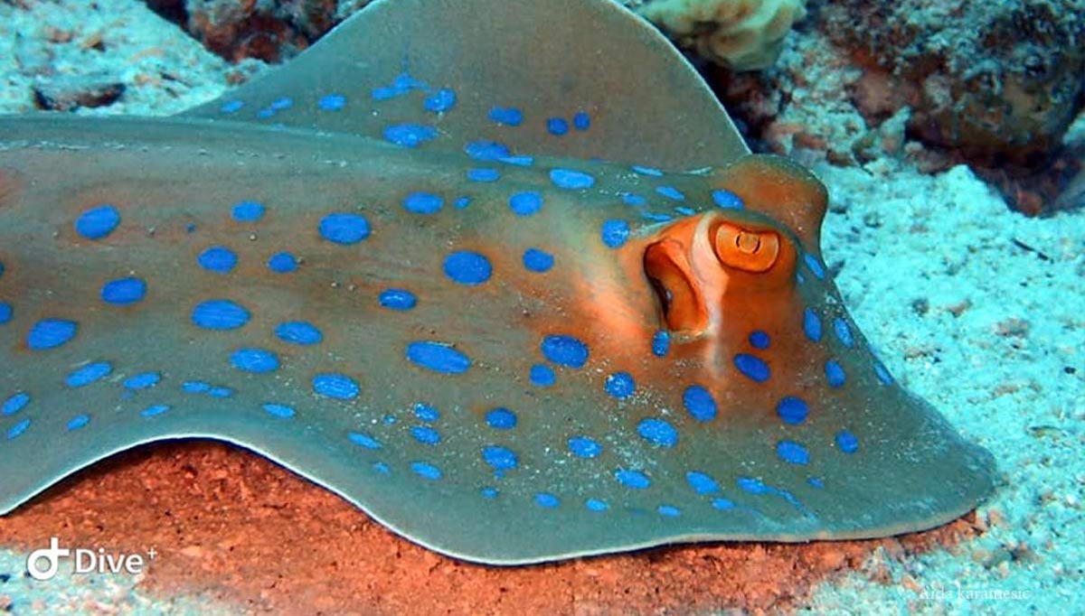 Blue Spotted Red Sea Egypt marine life 