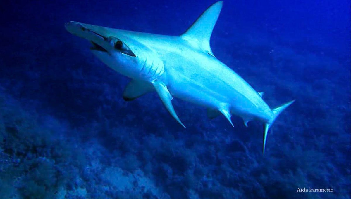 Hammerhead Shark