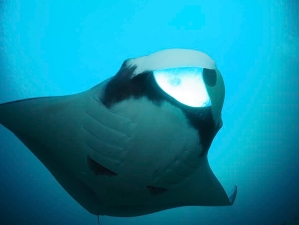 Oceanic Manta Ray Manta birostris