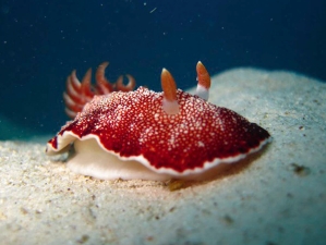 Reticulated Goniobranchus