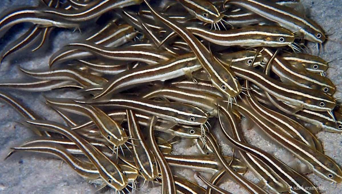Red Sea Egypt marine life
