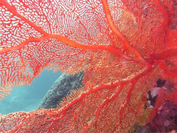 Rocky Island Red Sea Egypt Gorgonian Sea Fan Yoichi Higashida