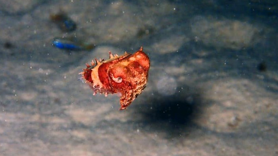 St. John's Liveaboard Diving