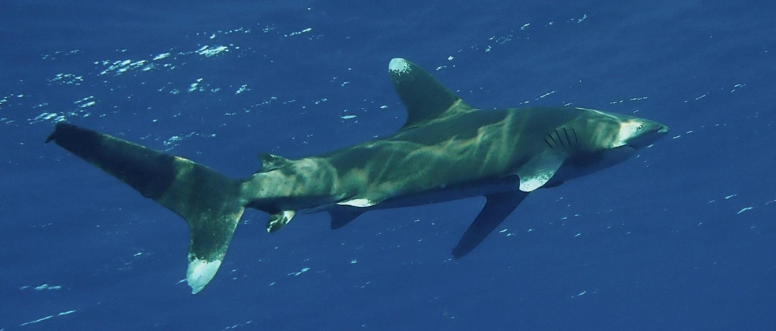 Whitetip Shark