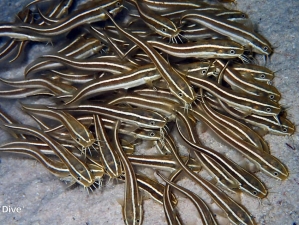 Juvenile catfish at St Johns Red Sea Egypt no troubles just bubbles diving