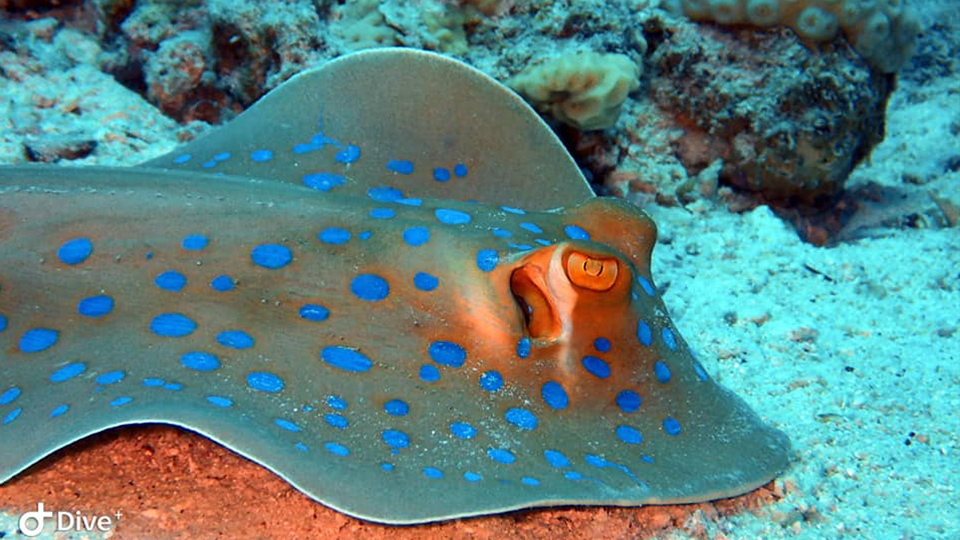 Zabargad Island Liveaboard Diving Blue Spotted Stingray