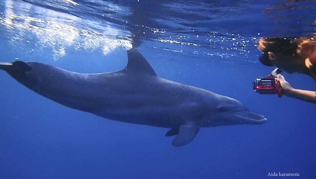 dolphin and snorkeller