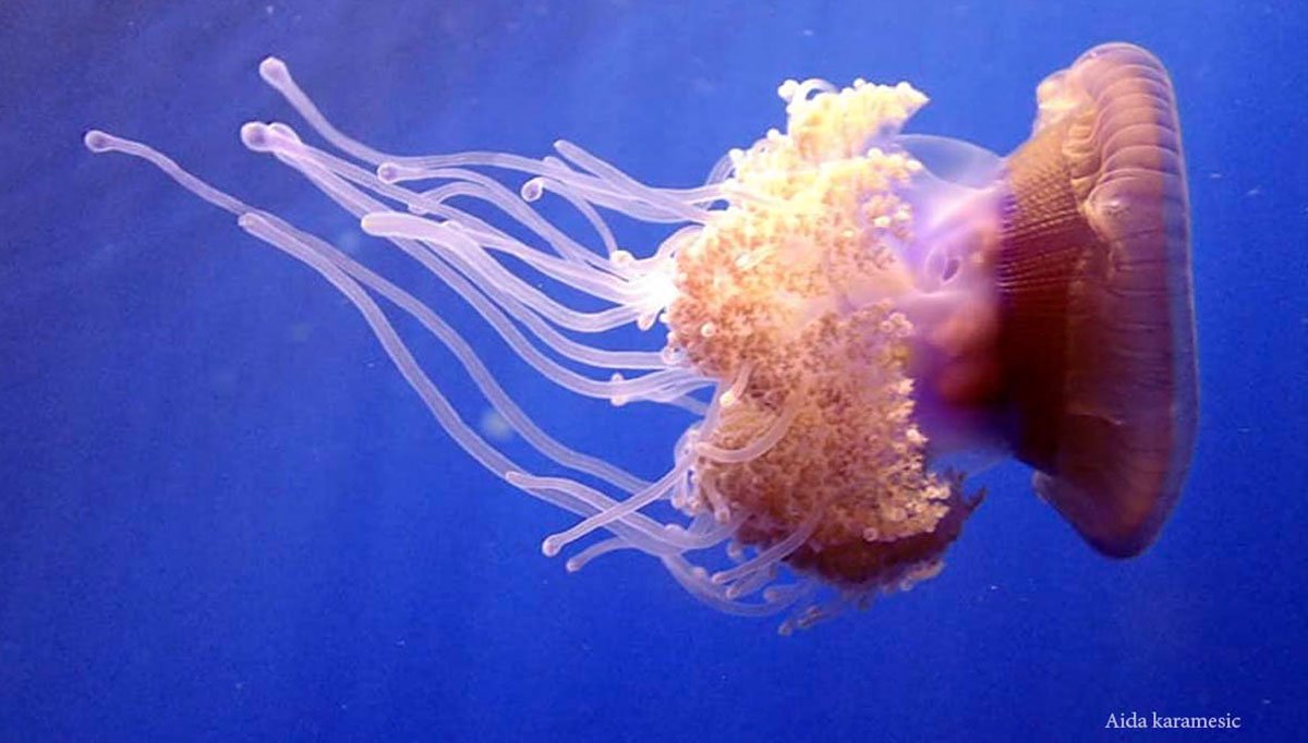 jellyfish