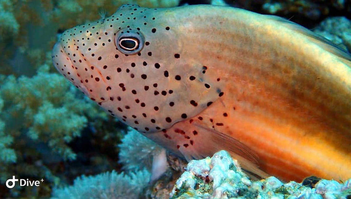 marine life fish