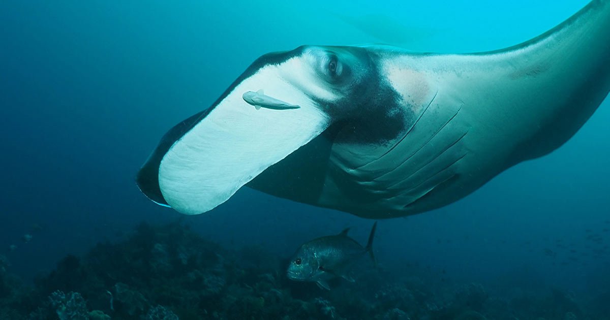 Hin Daeng Manta Ray