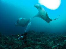 Manta Ray at Hin Daeng scuba divng liveaboard