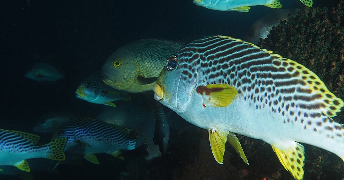Marine life at hin muang