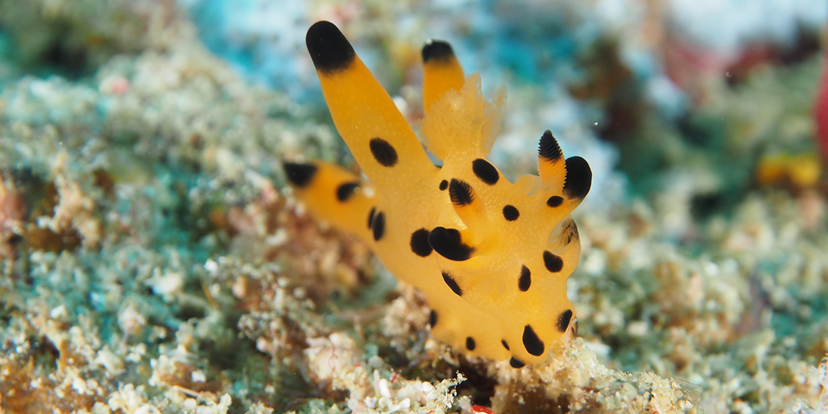 Pikachu Nudibranch At The Banda Islands In Indonesia