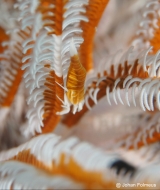 Ambon Crinoid Shrimp Banda No Troubles Just Bubbles
