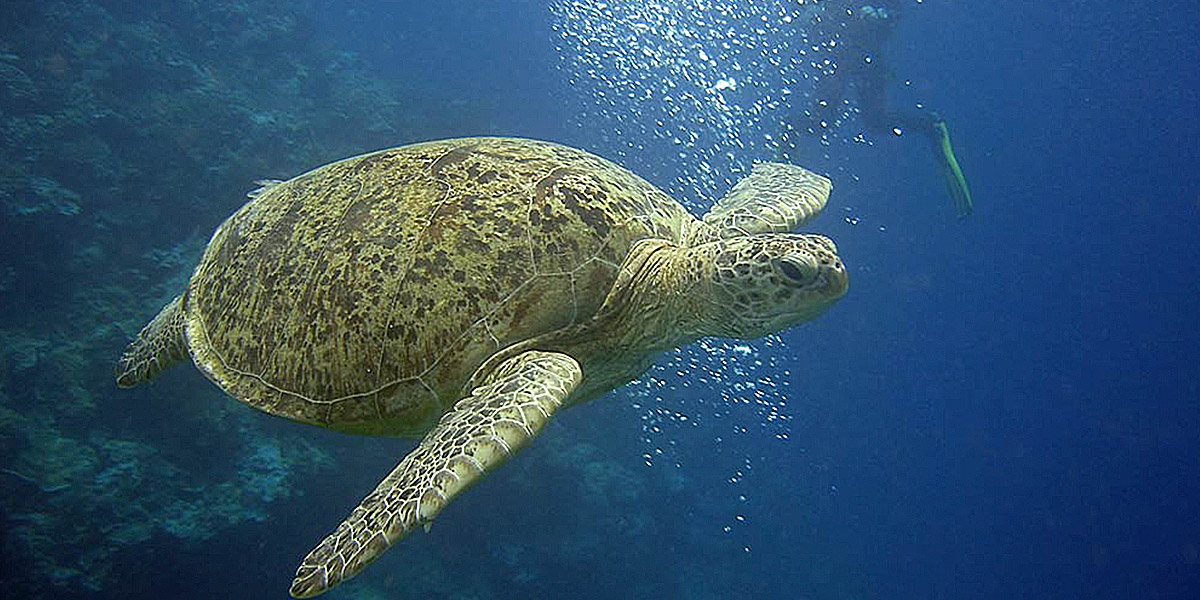 Komodo Liveaboard Diving
