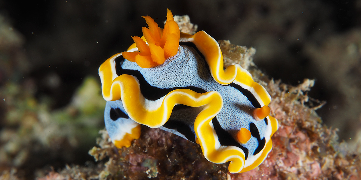 Colemans Chromodrios Lembeh Liveaboard Diving