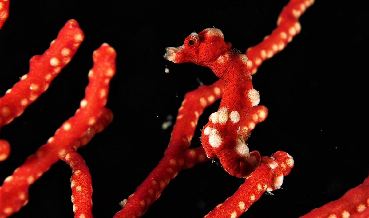 Misool Marine Life Seahorse Scuba Diving