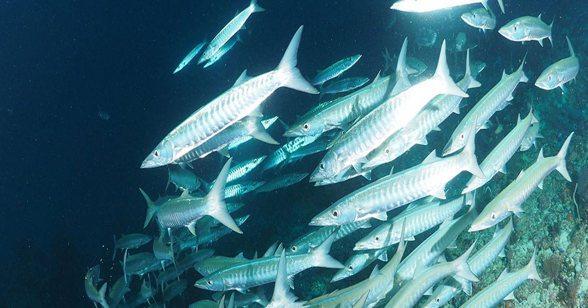 school of fish at King Cruiser Wreck