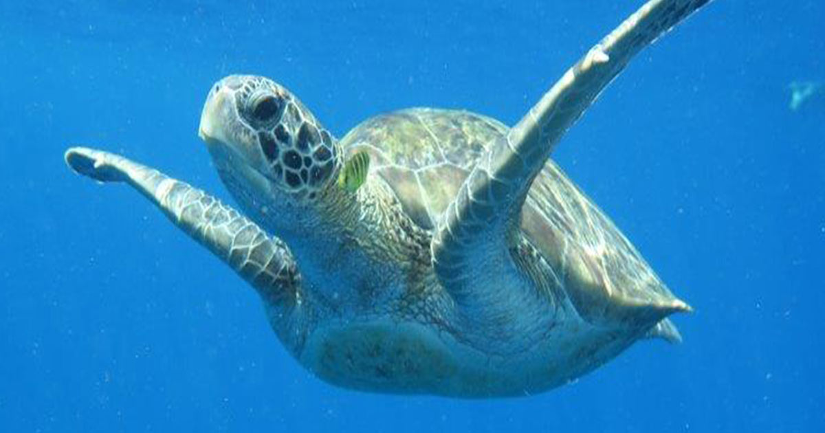 Koh Tachi Diving