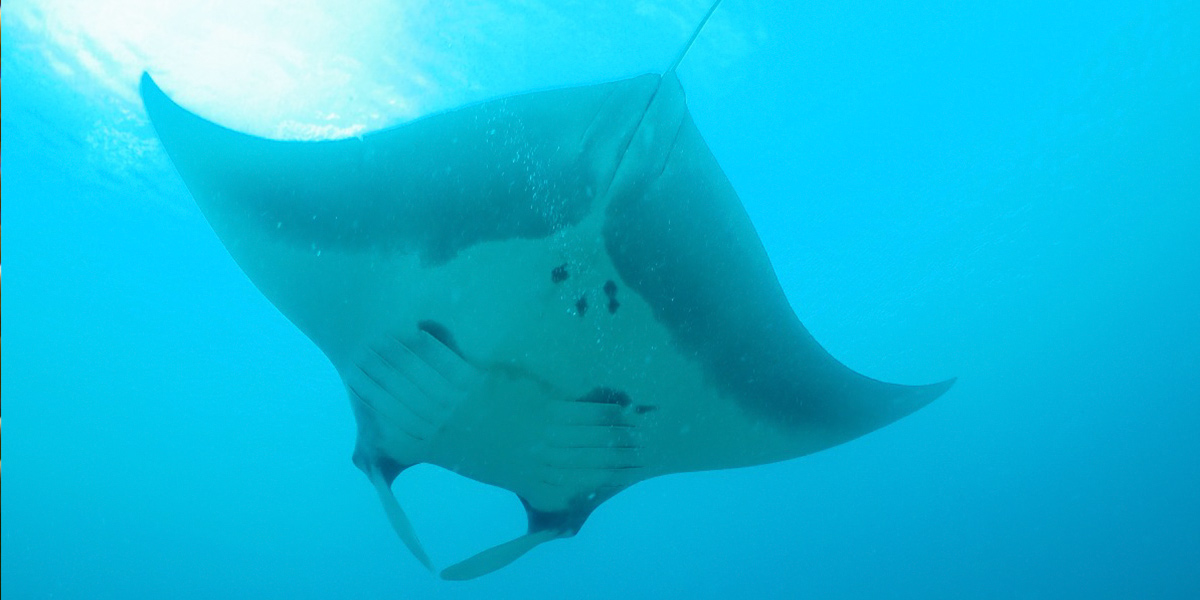 Addu Atoll Liveaboard Diving