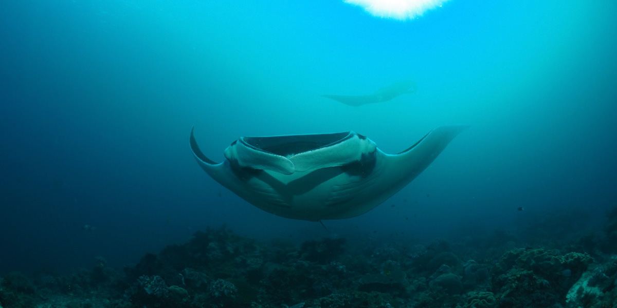 North Ari Atoll Liveaboard Diving