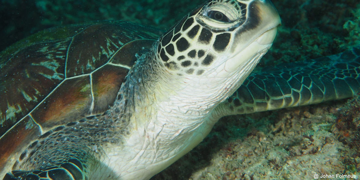 South Ari Atoll Liveaboard Diving