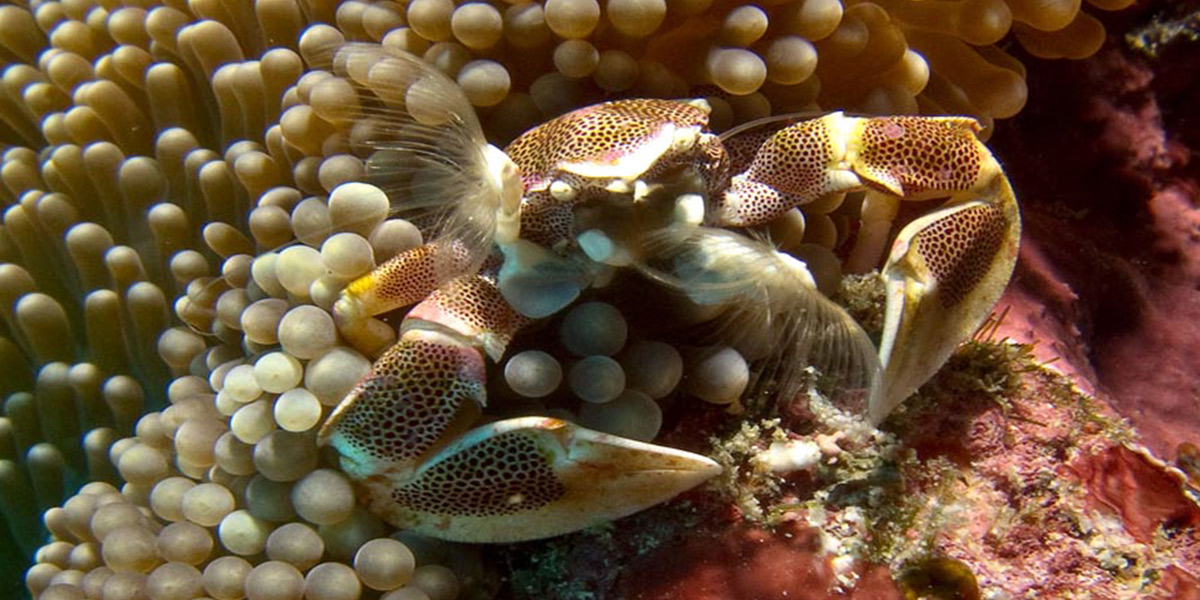 Ari Atoll liveaboard diving