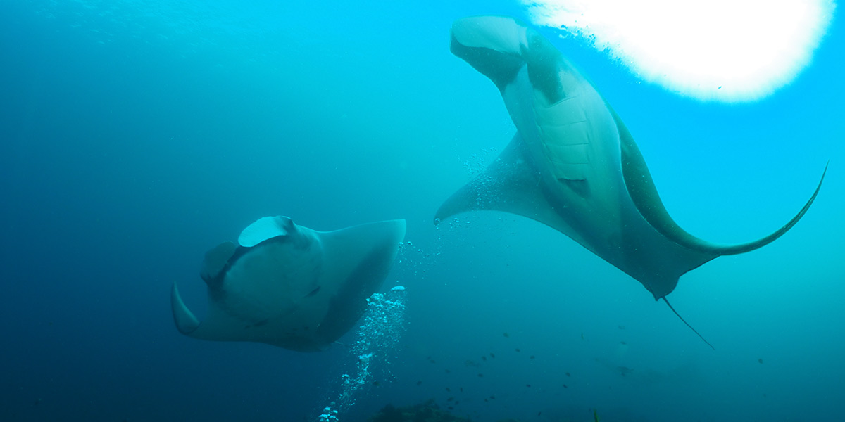 Lhaviyani Atoll Liveaboard Diving
