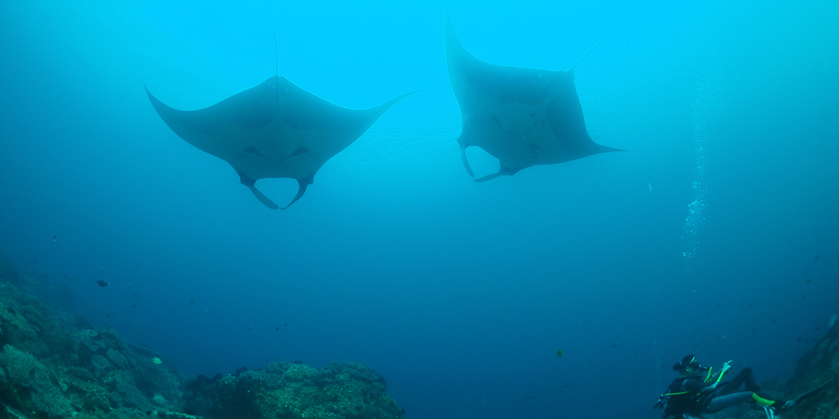 Meemu Atoll Diving