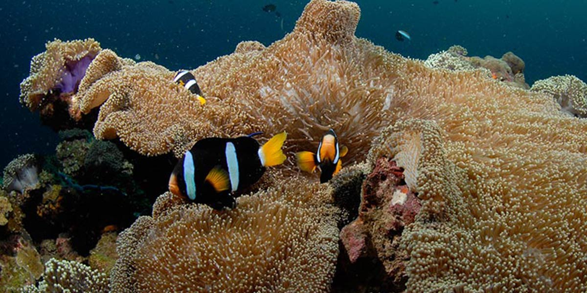 Noonu Atoll Liveaboard Diving