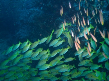 Snapper at Raa Atoll Maldives no troubles just bubbles