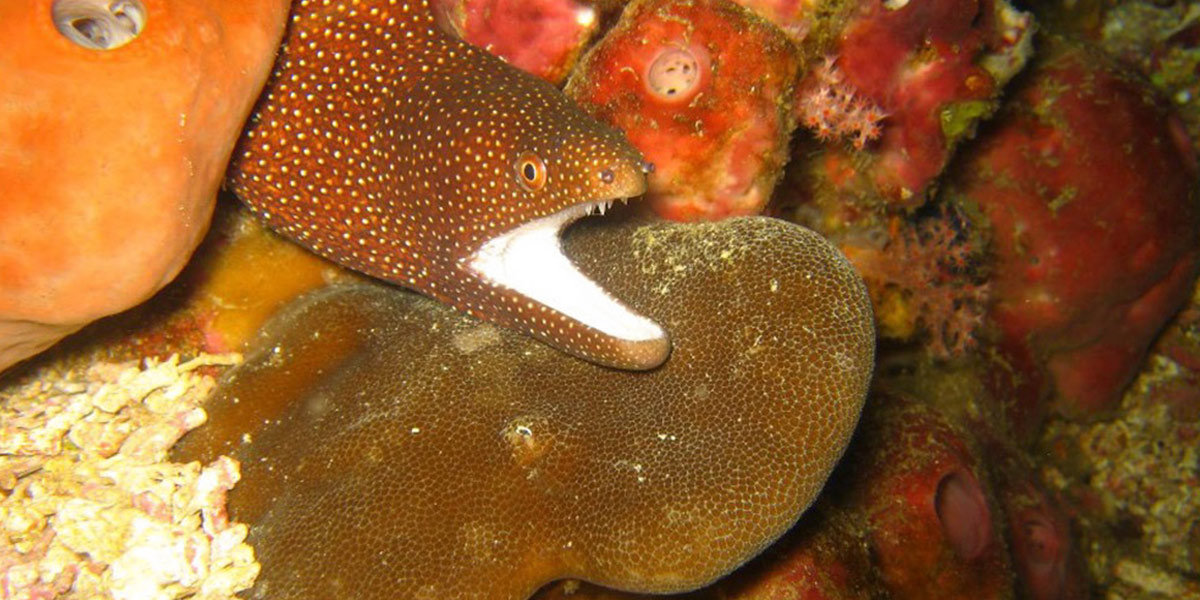 South Male Atoll Liveaboard Diving