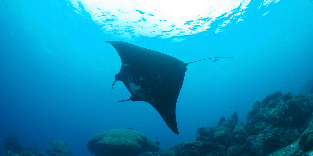Male Atoll liveaboard diving
