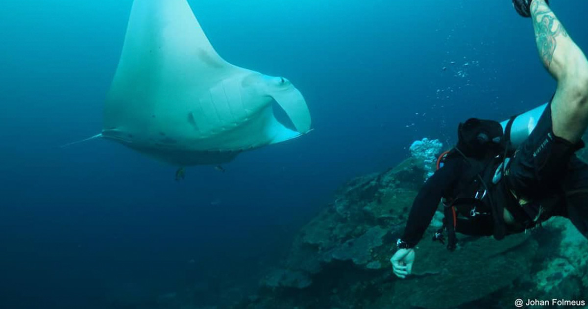 Manta Ray And Diver