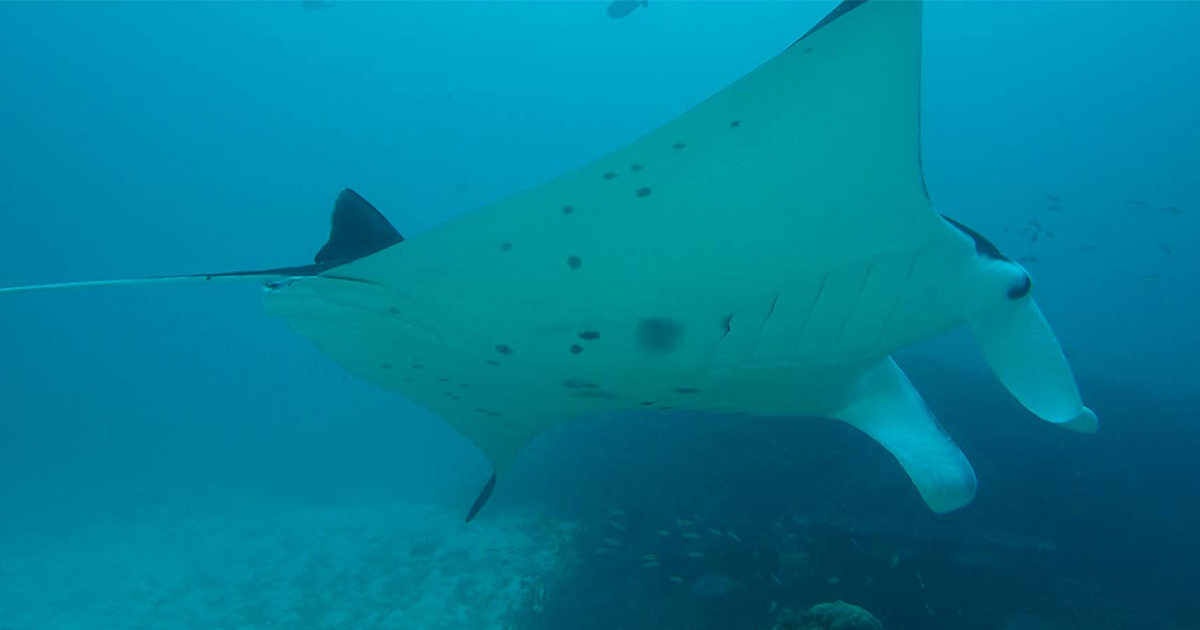Richelieu Rock Liveaboard Diving