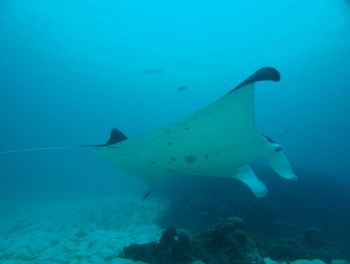 Manta Ray Manta aflredi at Richelieu Rock diving pinnacle Thailand