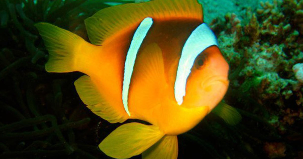 Surin Islands Diver and fish