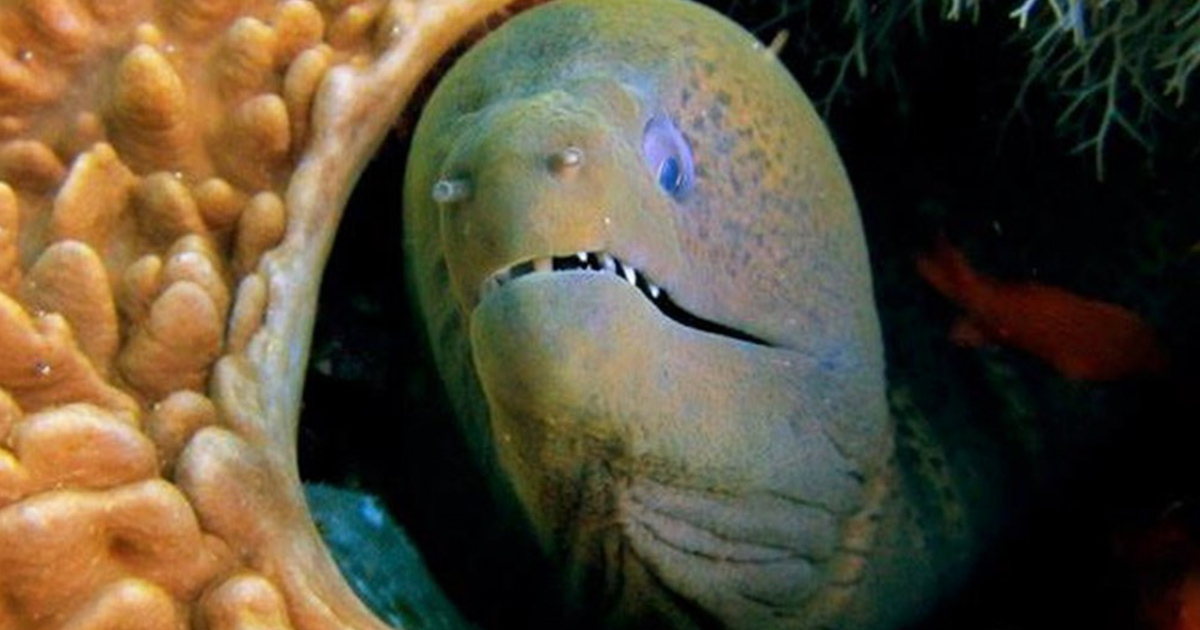 Anemone Reef Moray Eel No Troubles Just Bubbles