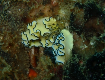Glossodoris Nudibranch at Koh Doc Mai Phuket Thailand no troubles just bubbles