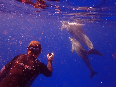dolphins