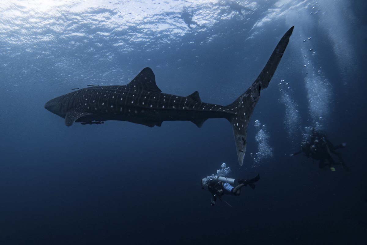 Diving with a Whale Shark
