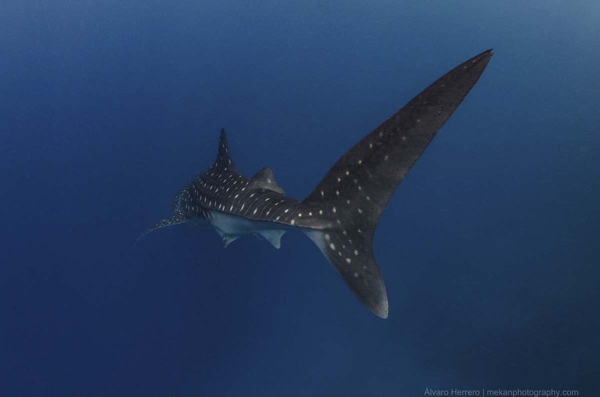 The Whale Shark