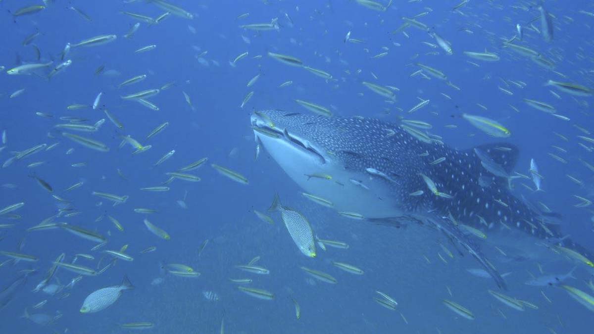Whale Shark Cendarawasih Bay Indonesia