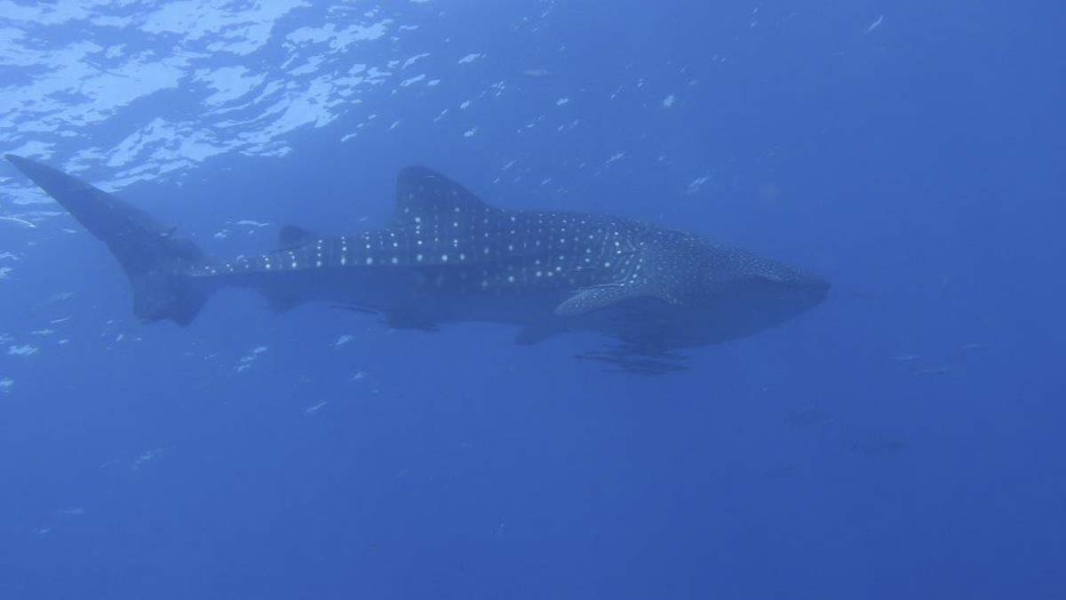 Whale Shark Thailand