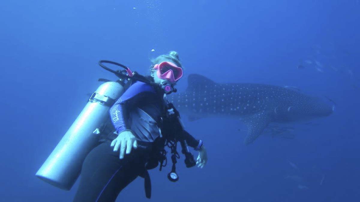 Whale Shark Utila