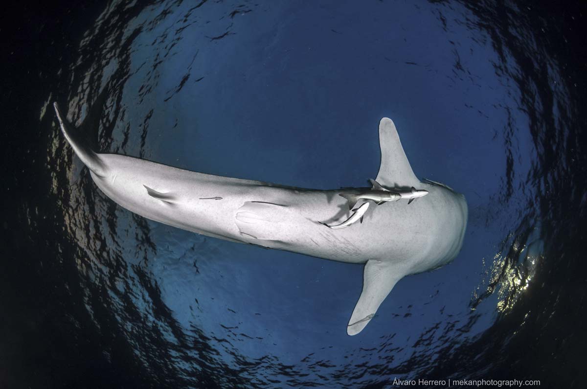 Whale Shark intro