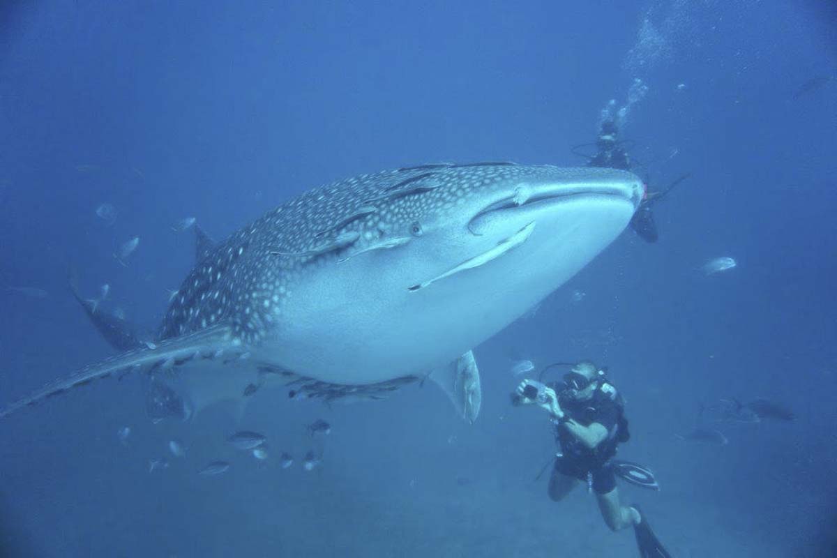 Whaleshark dive Helen Holmgren