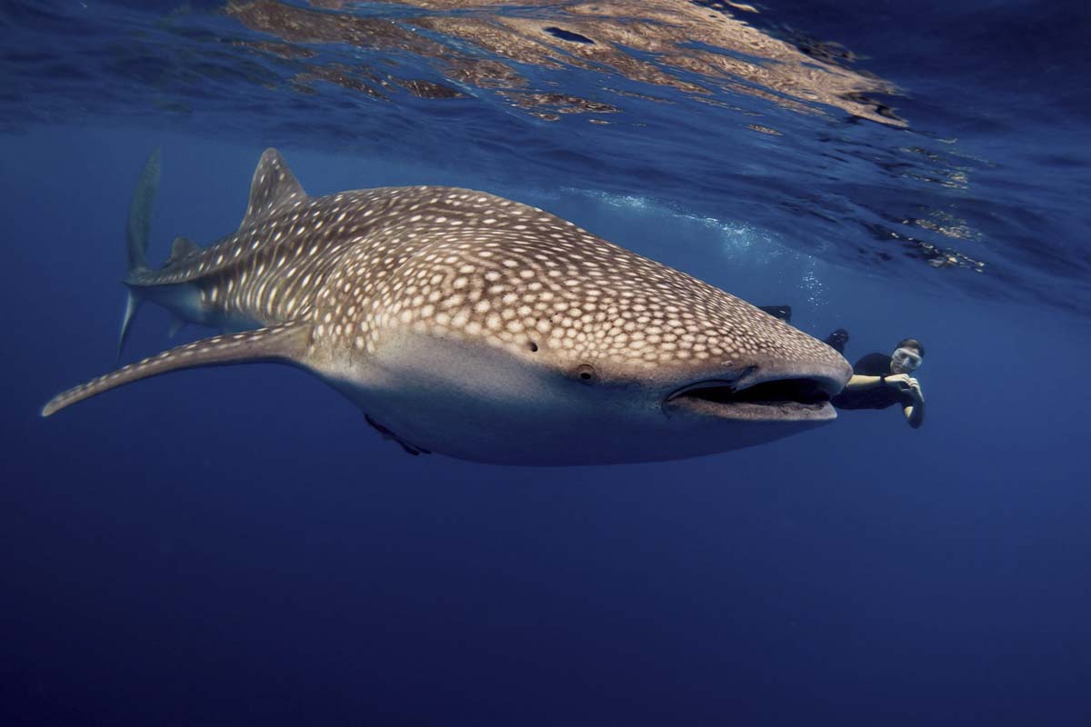 snorkelling with a Whale Shark