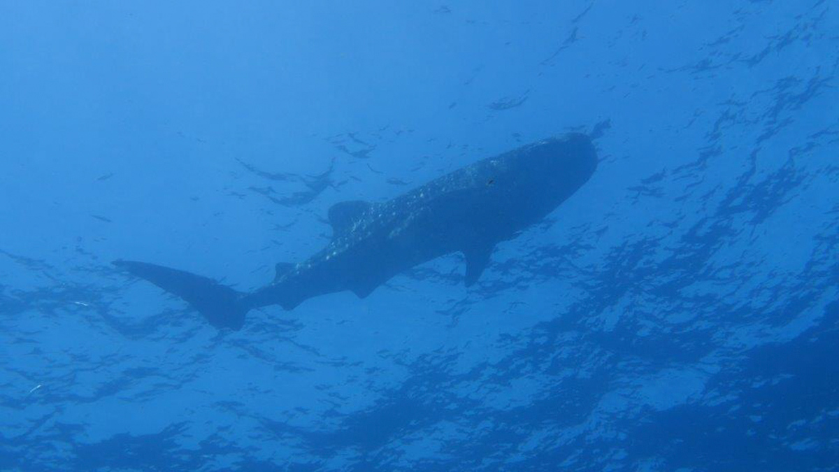 whale shark mozambique tofo beach