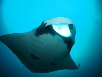 thumb Manta alfredi Manta Ray Raja Ampat Diving